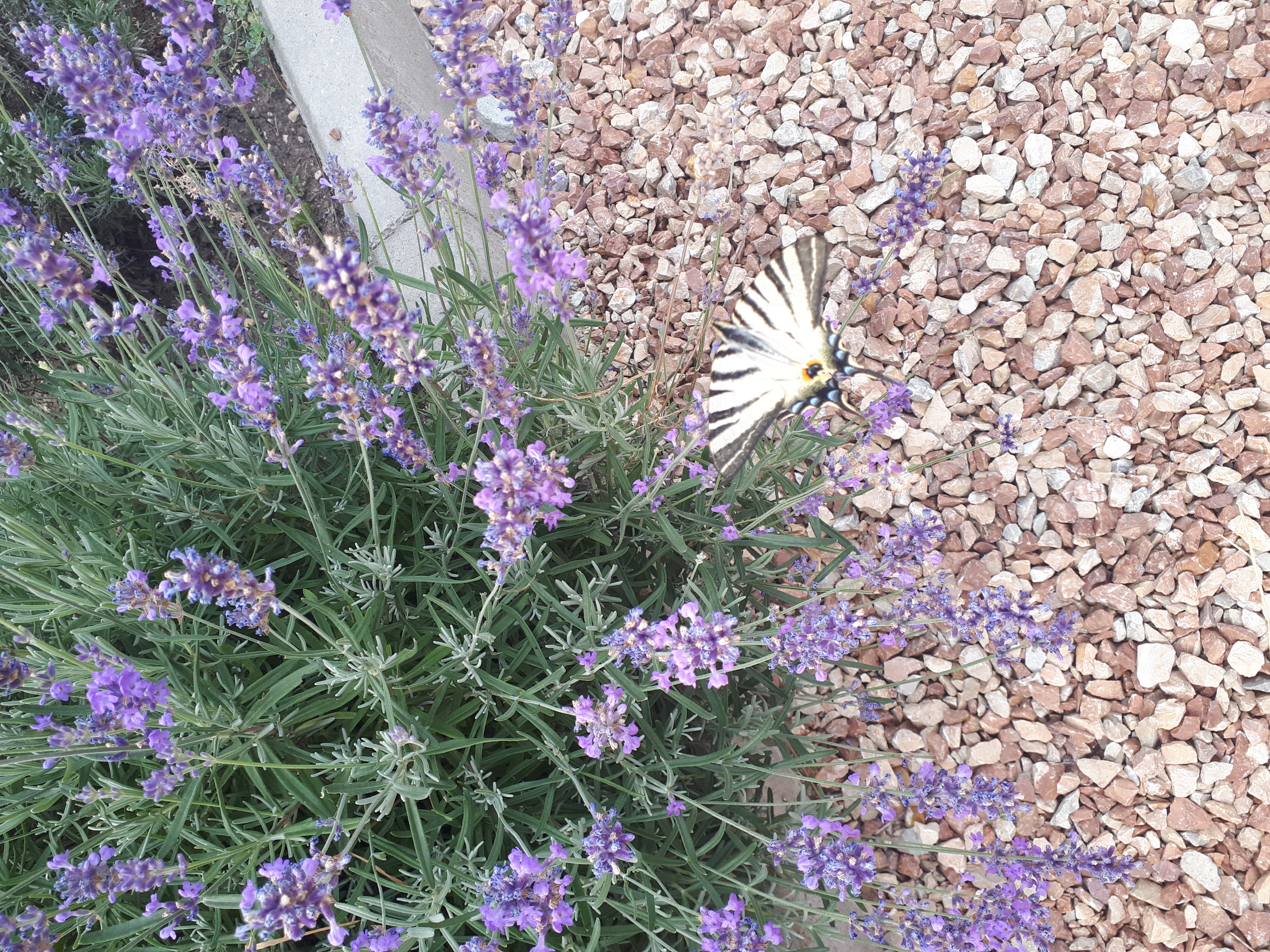 Фото Кристалл