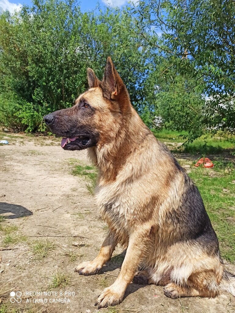 عيادة بيطرية Vologodskii veterinarnii centr ، ، صورة