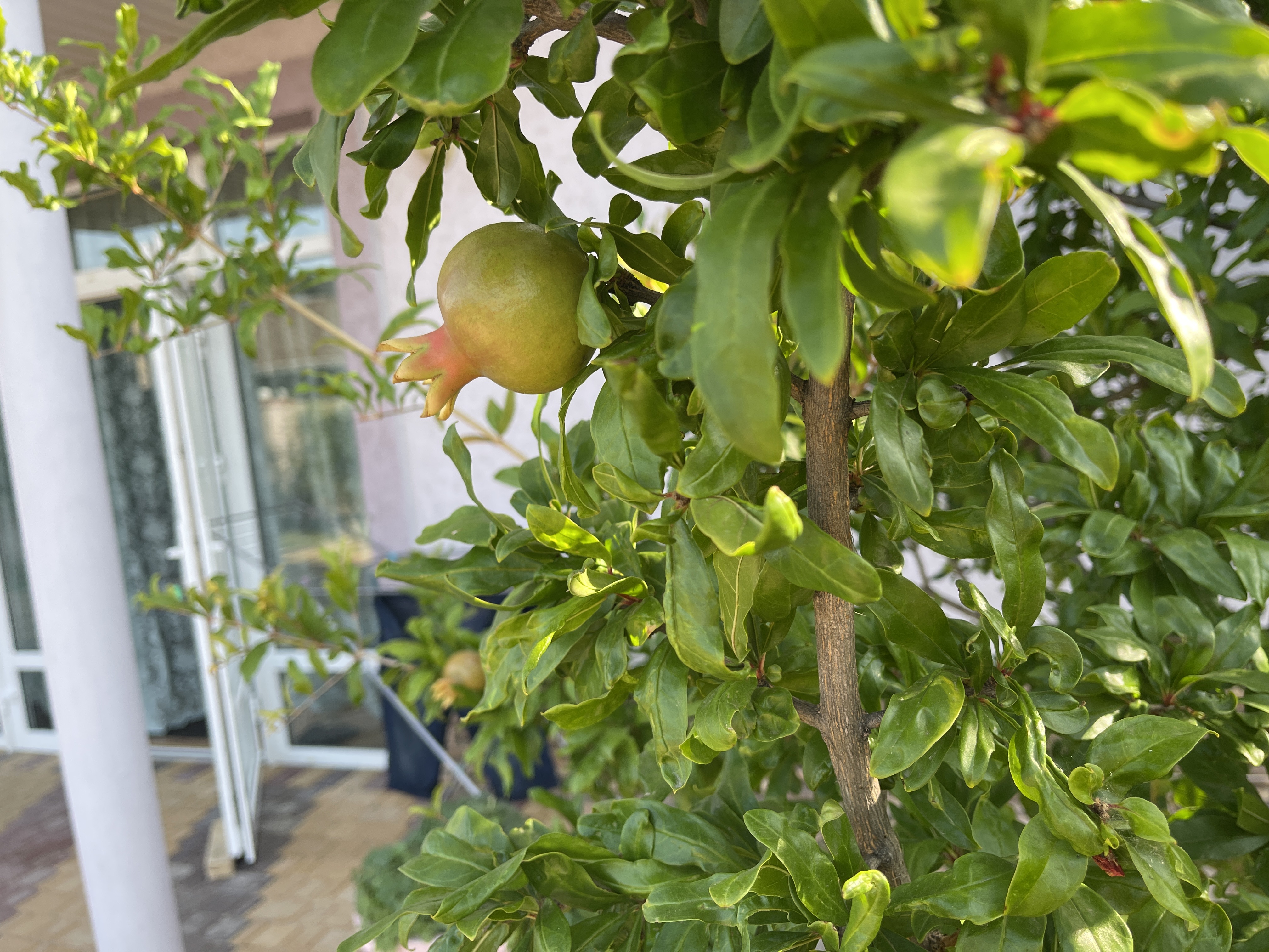 Фото Курортебель