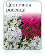 Новомед богдана хмельницкого 81