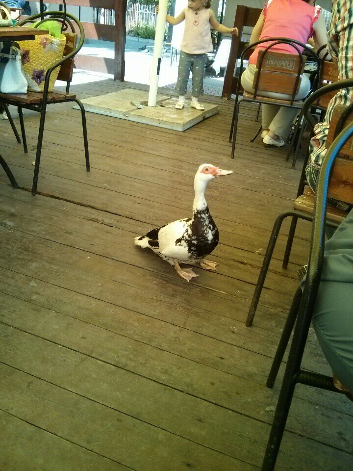 Кафе гусенок