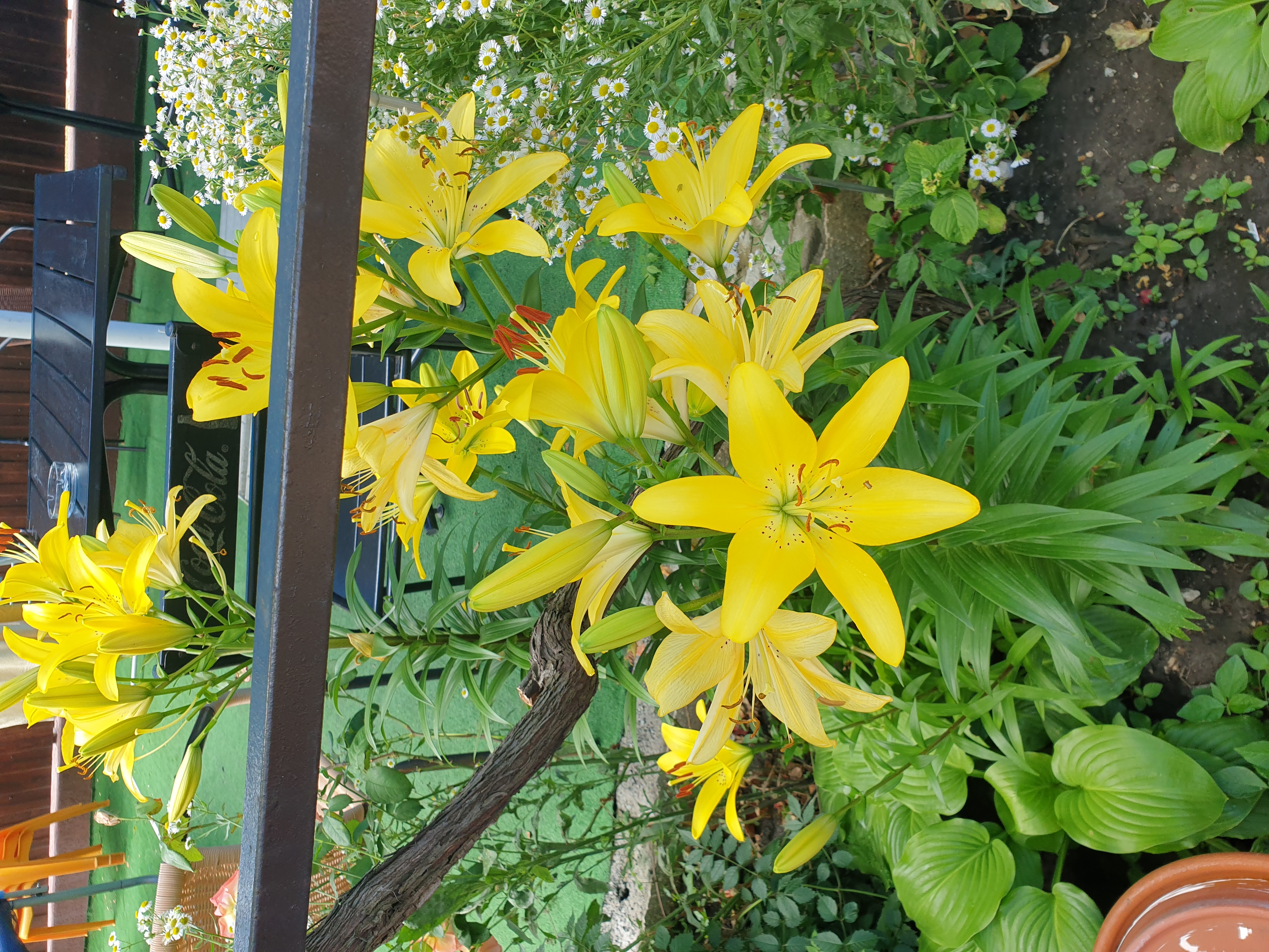 Фото Астерия