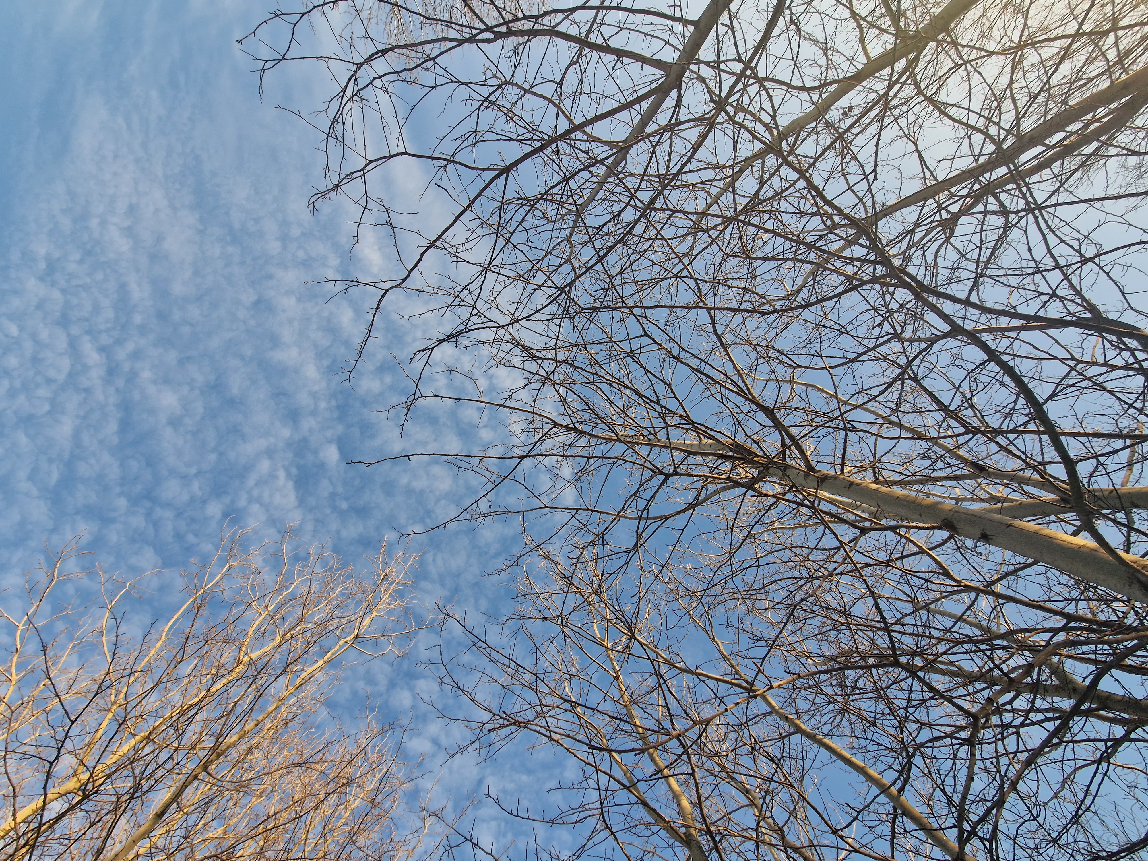 Фото Светлая роща