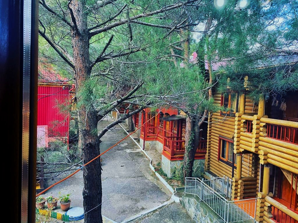 Фото Сосновый бор