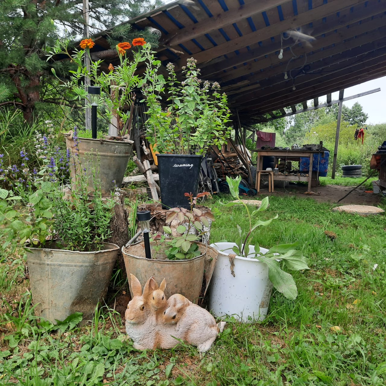 Фото Кедросад