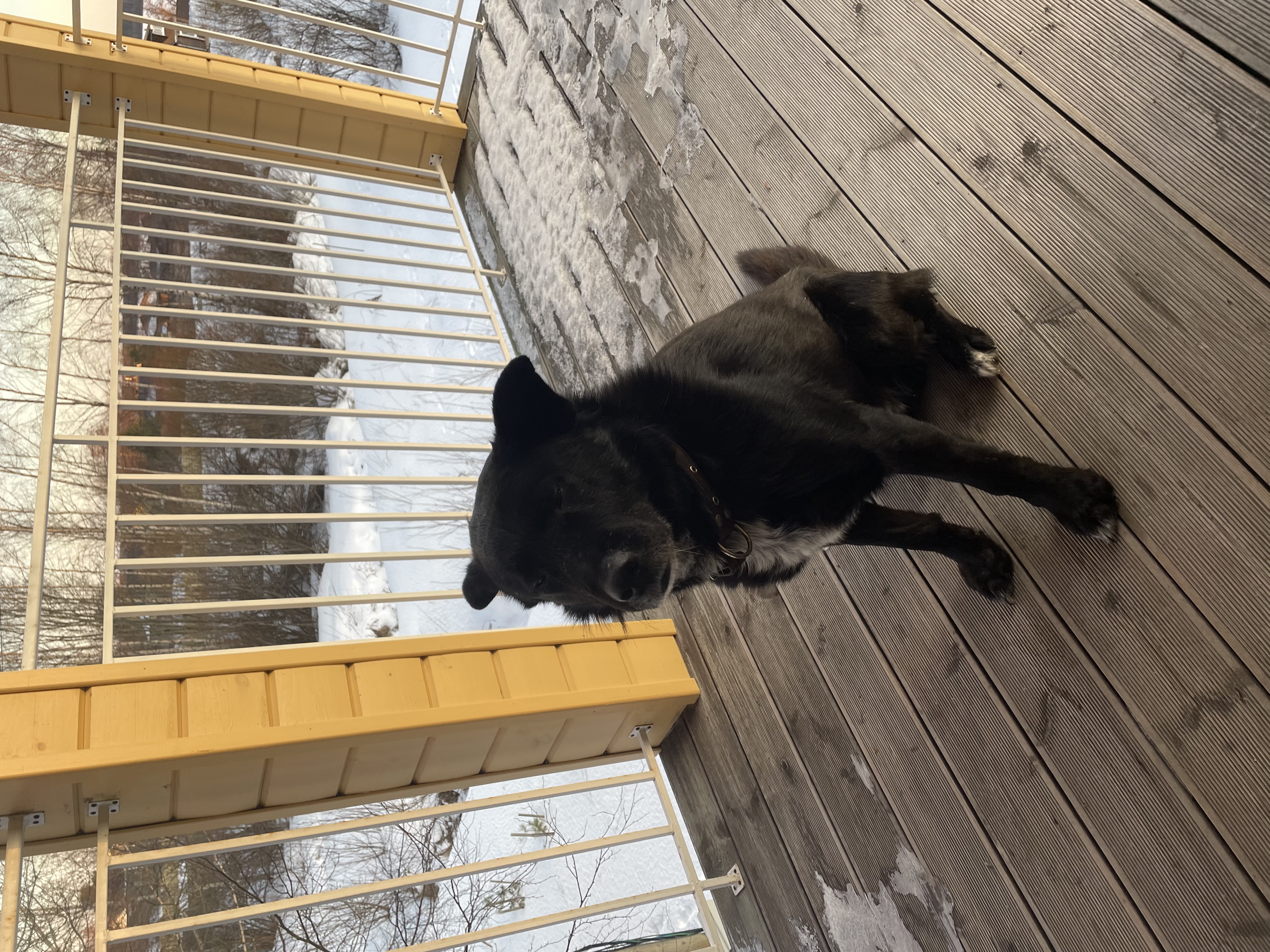 Фото Березки