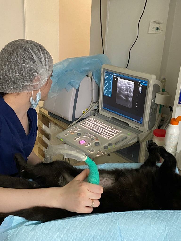 Veterinary clinic АнимА, Omsk, photo