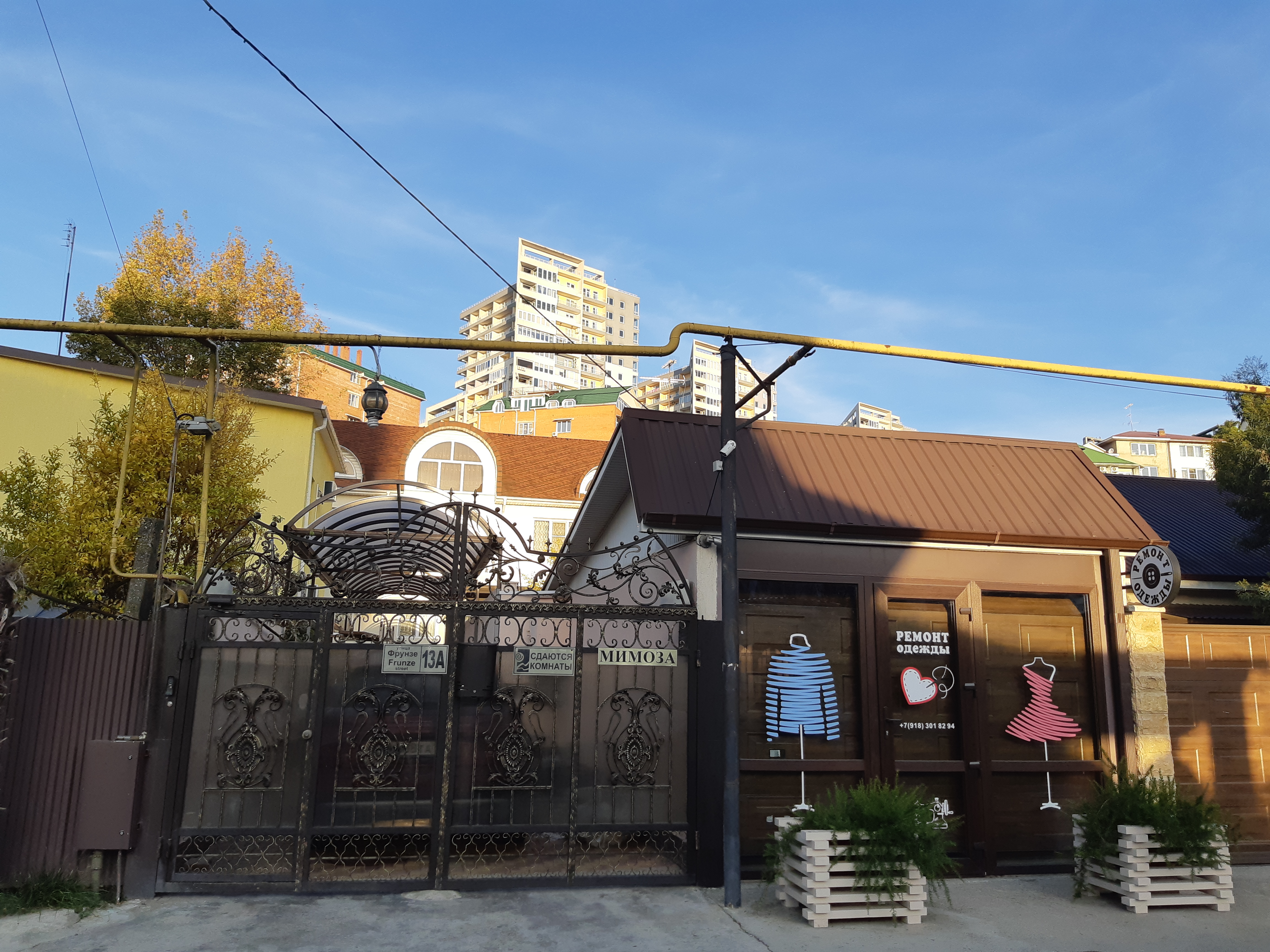 Фото Азалия Мимоза