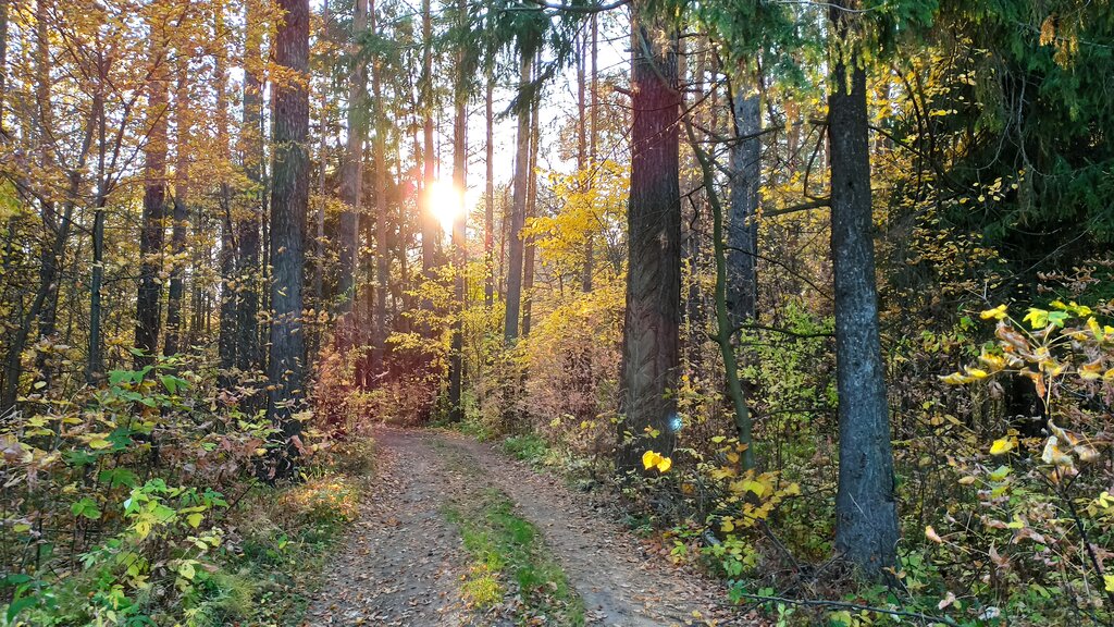 Woodland лес Нурминская Дача, Republic of Tatarstan, photo