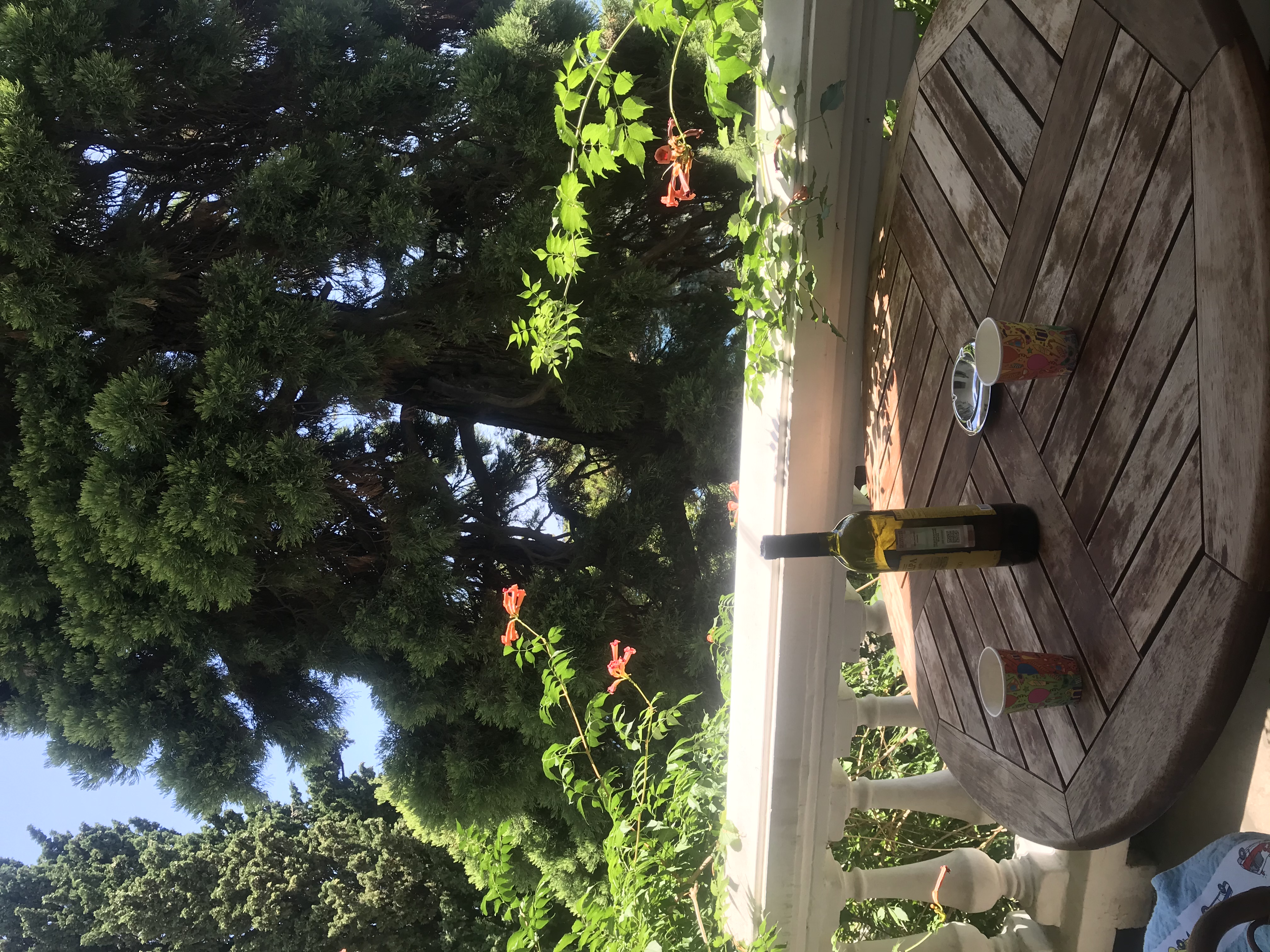 Фото Лиго Морская