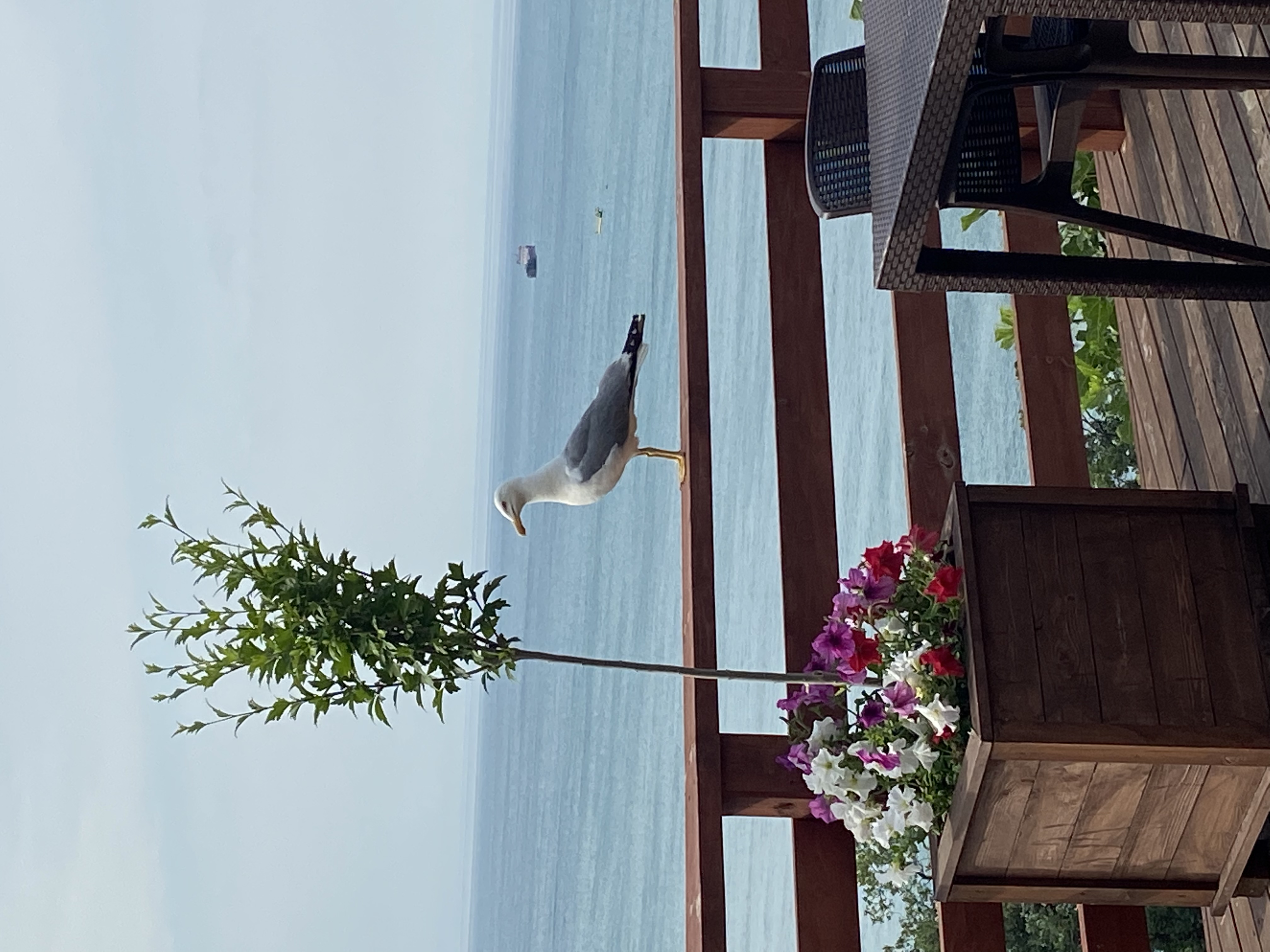 Фото Qirim Hayali