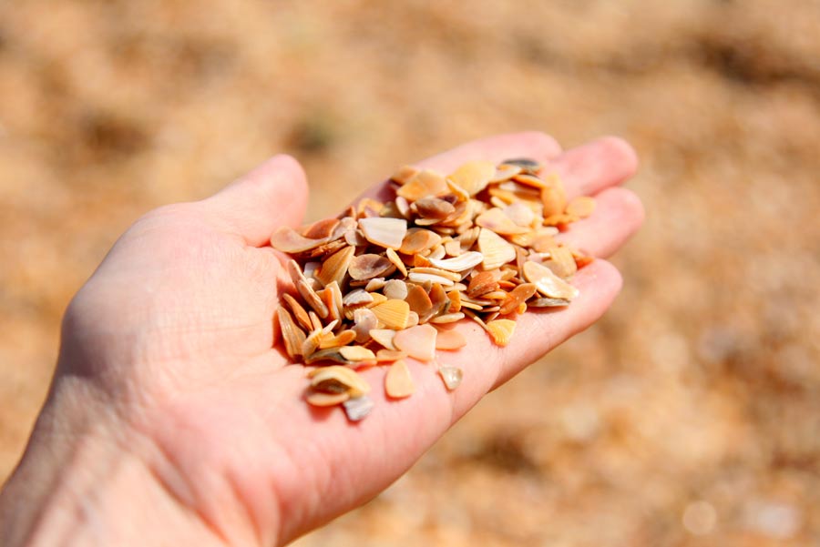 Фото Палладиум