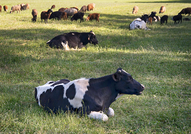 Фото La Ferme de Reve