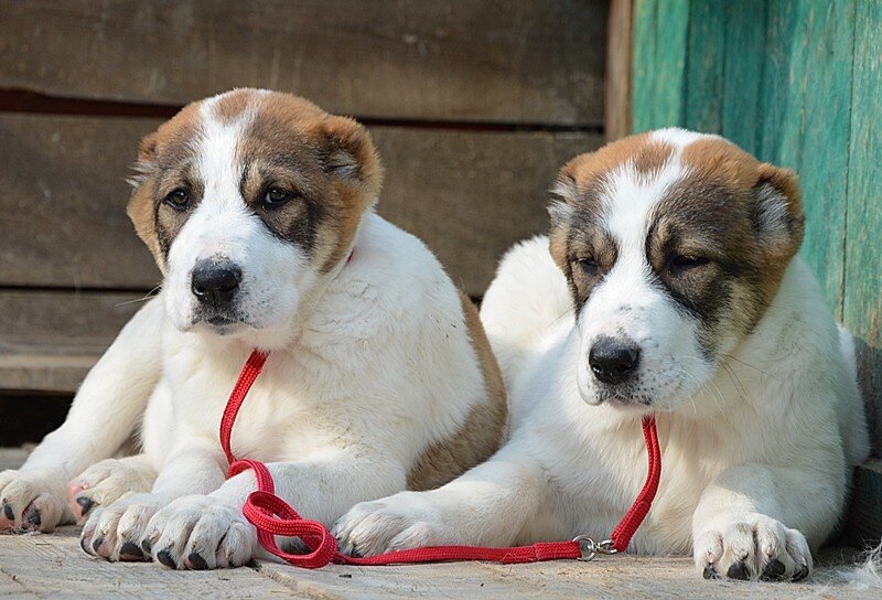 مربي الحيوانات Kennel Oessenn Stil Central Azian Shepherd Dog ، مقاطعة سفيردلوفسك، صورة