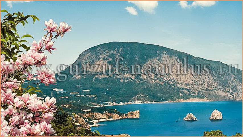 Фото Наутилус