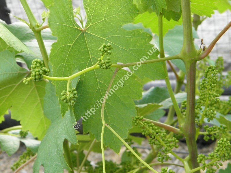 Management company Umny Vinogradnik, Mariupol, photo