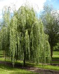 Pitomnik Sajentsy56 (Orenburg Region, gorodskoy okrug Novotroitsk, SNT № 8) ، مركز الحديقة