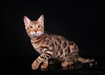 Сиолни (posyolok Kanishchevo, Novaya Street, 2), vivero de animales