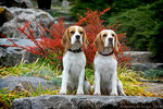 Barstail beagles (Heroiv Sevastopolia Street, 31) ، مربي الحيوانات