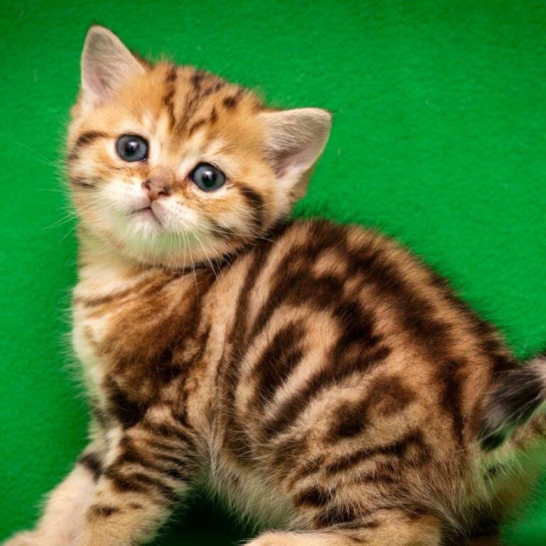 Сибирский котенок из питомника ⋆ питомник Звезда Маскарада