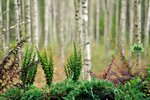 Dendrologicheskaya nauchno-issledovatelskaya opytnaya stantsiya Polesye (Vladimir Region, Sudogodskiy rayon, munitsipalnoye obrazovaniye Golovinskoye) ، معاهد البحوث