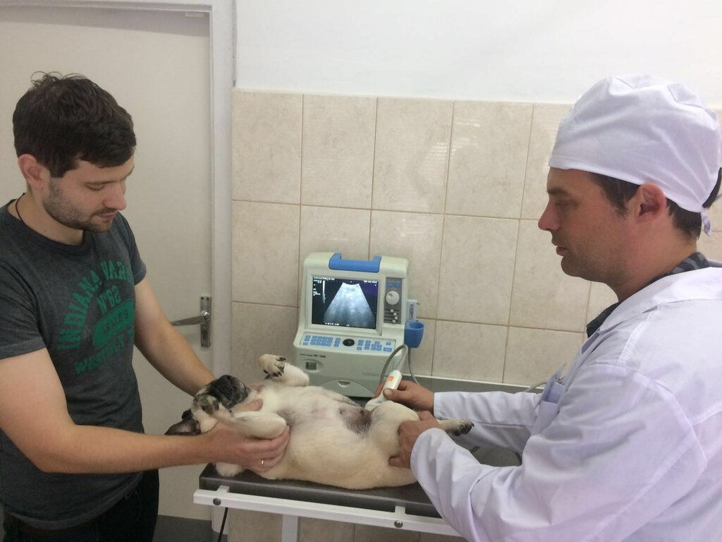 Veterinary clinic Нижегородский ветеринарный участок, Moscow, photo