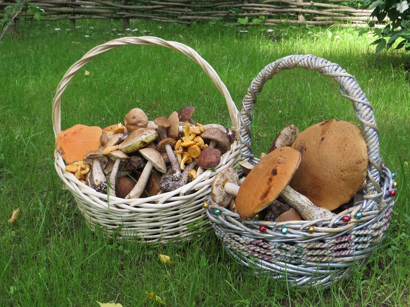 Фото Green forest