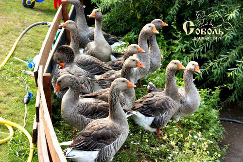 Иное жильё Соболь в Перми