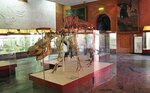Paleontological museum after name Yu. Orlov (Profsoyuznaya Street, 123), museum