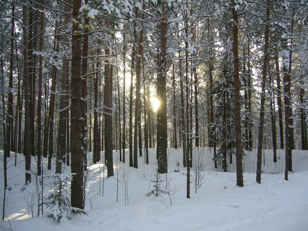 Фото Хвойный