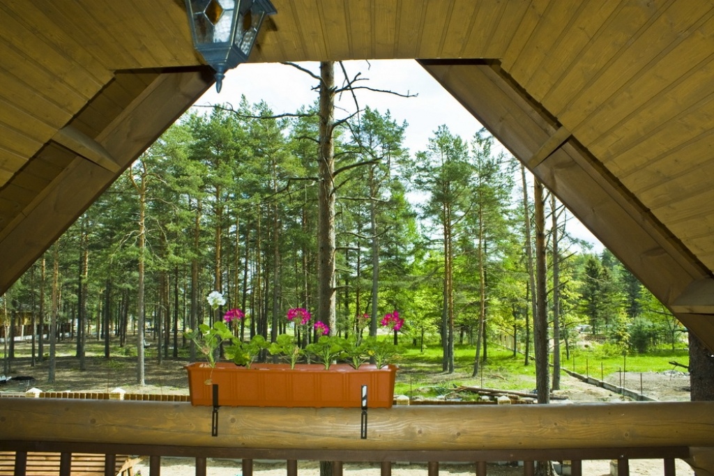 Фото Брусника