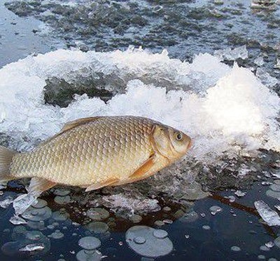 Фото Белая цапля