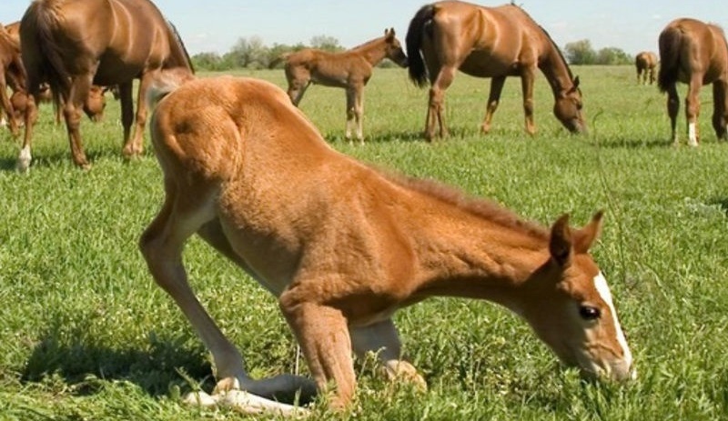 Фото Митричево