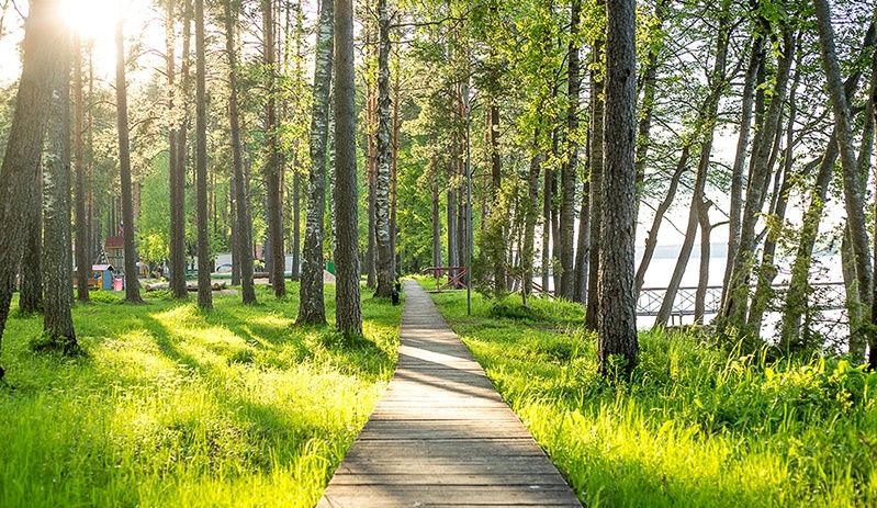 Фото Аврора