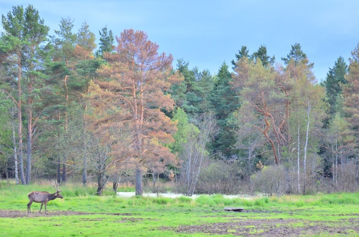 Фото Королевская охота