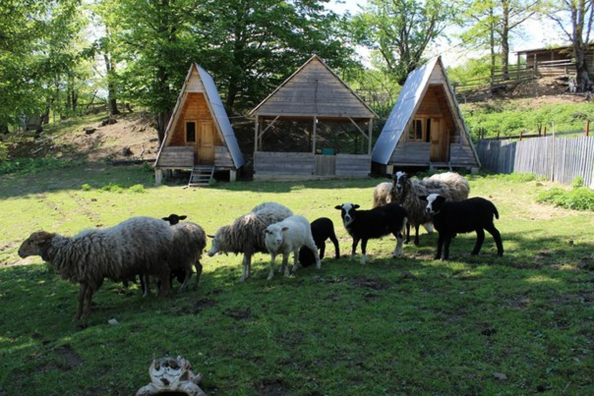 Фото Светлячок