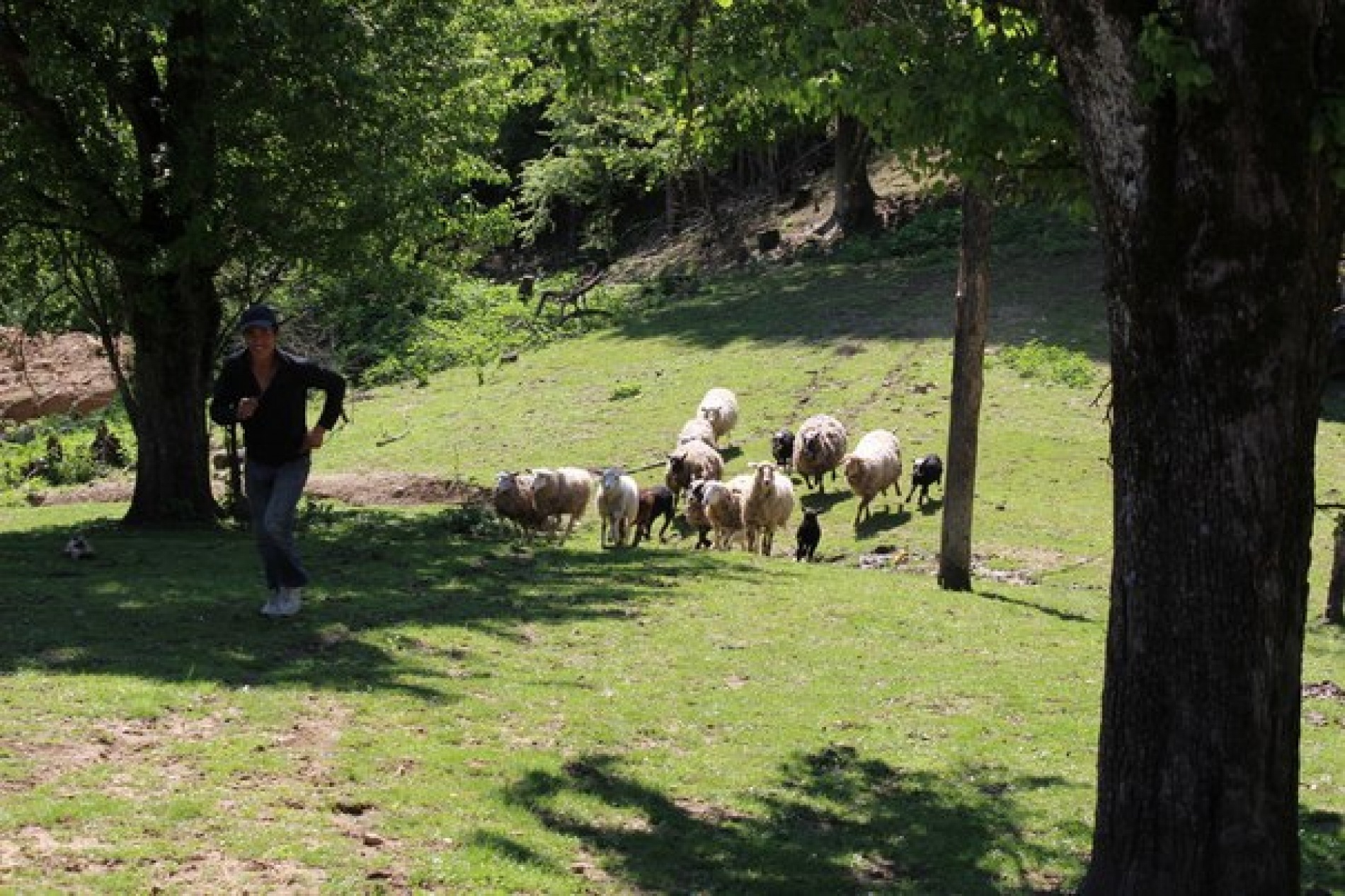 Фото Светлячок