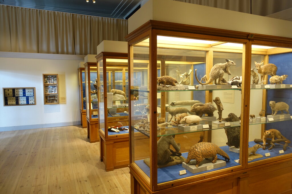 Museo Geological Club-Museum of Natural History, , foto