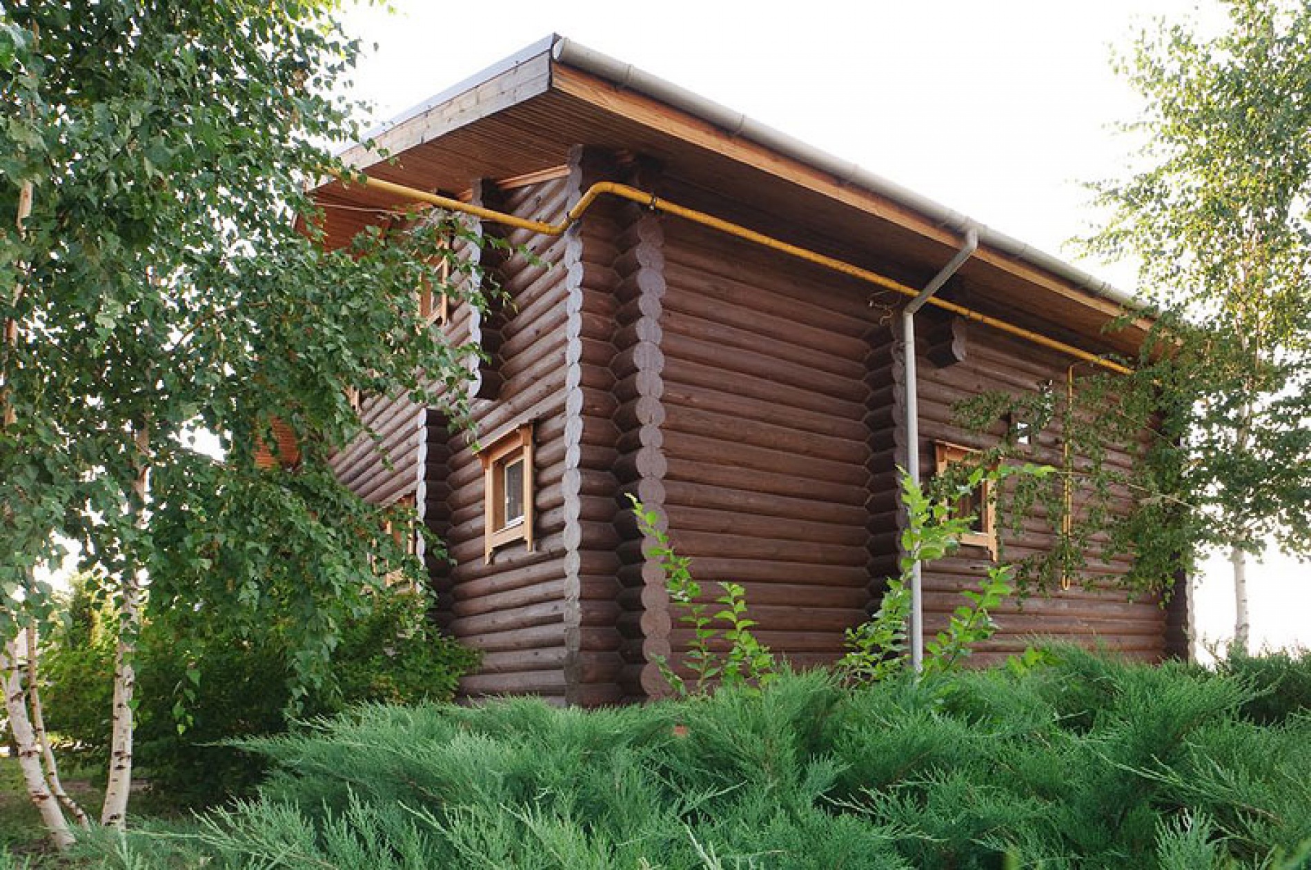 Фото Подсолнух