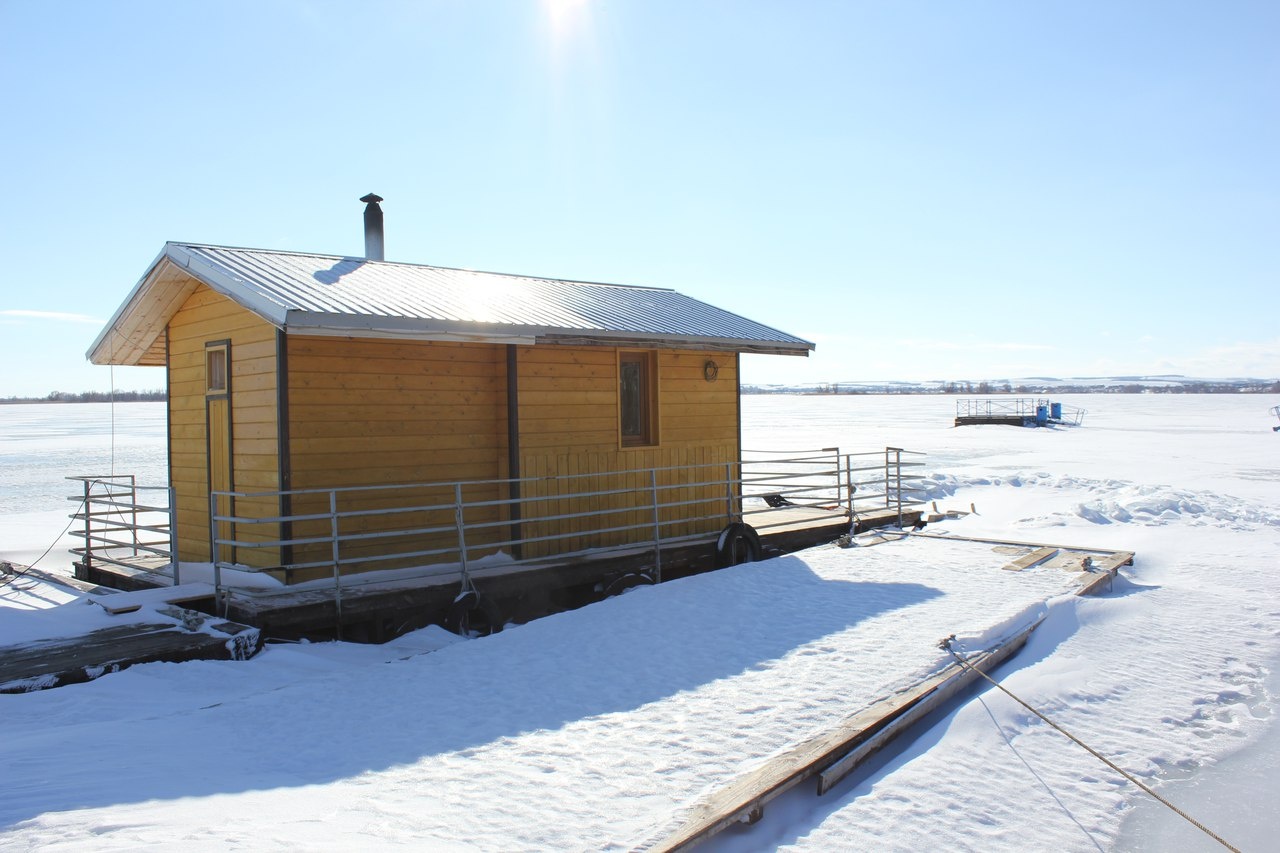 Фото Подсолнух