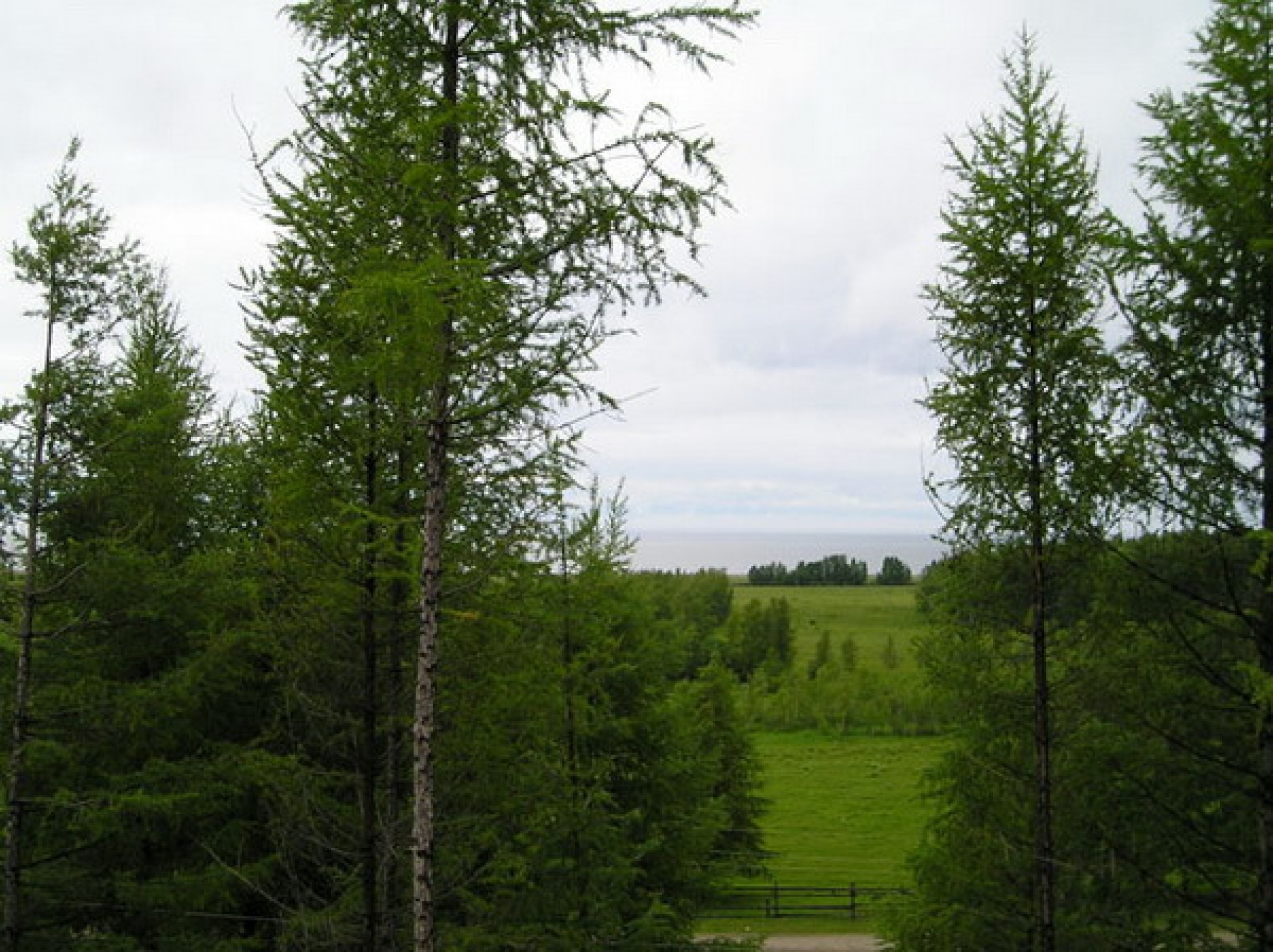 Фото Звездный