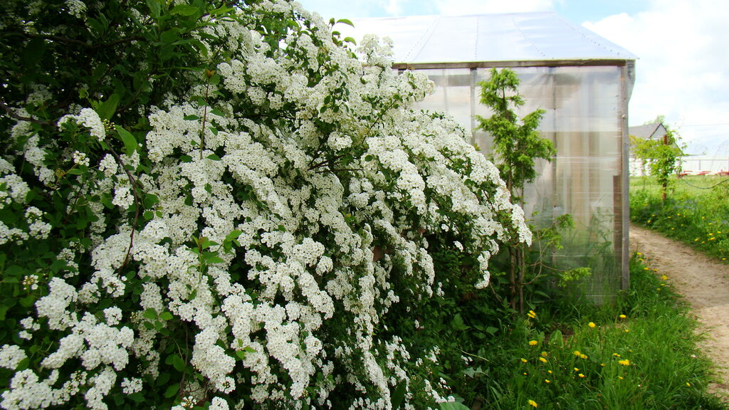 Centro de jardinería Pitomnik plodovoyagodnykh i dekorativnykh rasteny Maliniya, , foto
