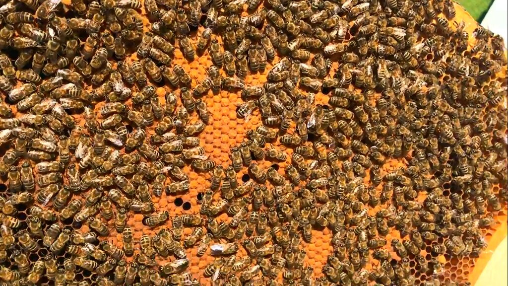 Gear for beekeepers Международный Пчелоцентр Светла, Goryachiy Kluch, photo