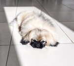 Gruming-salon Krasnodar Bolshaya Medveditsa (Tsentralniy City administrative district, Dubinka Microdistrict, ulitsa Mayakovskogo, 150), salón de mascota, peluquería de animales