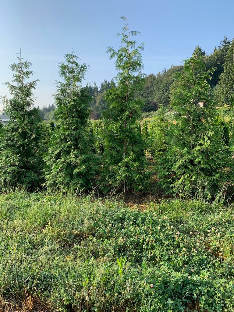 Ландшафтный дизайн Green Giant Nursery LLC, Штат Вашингтон, фото