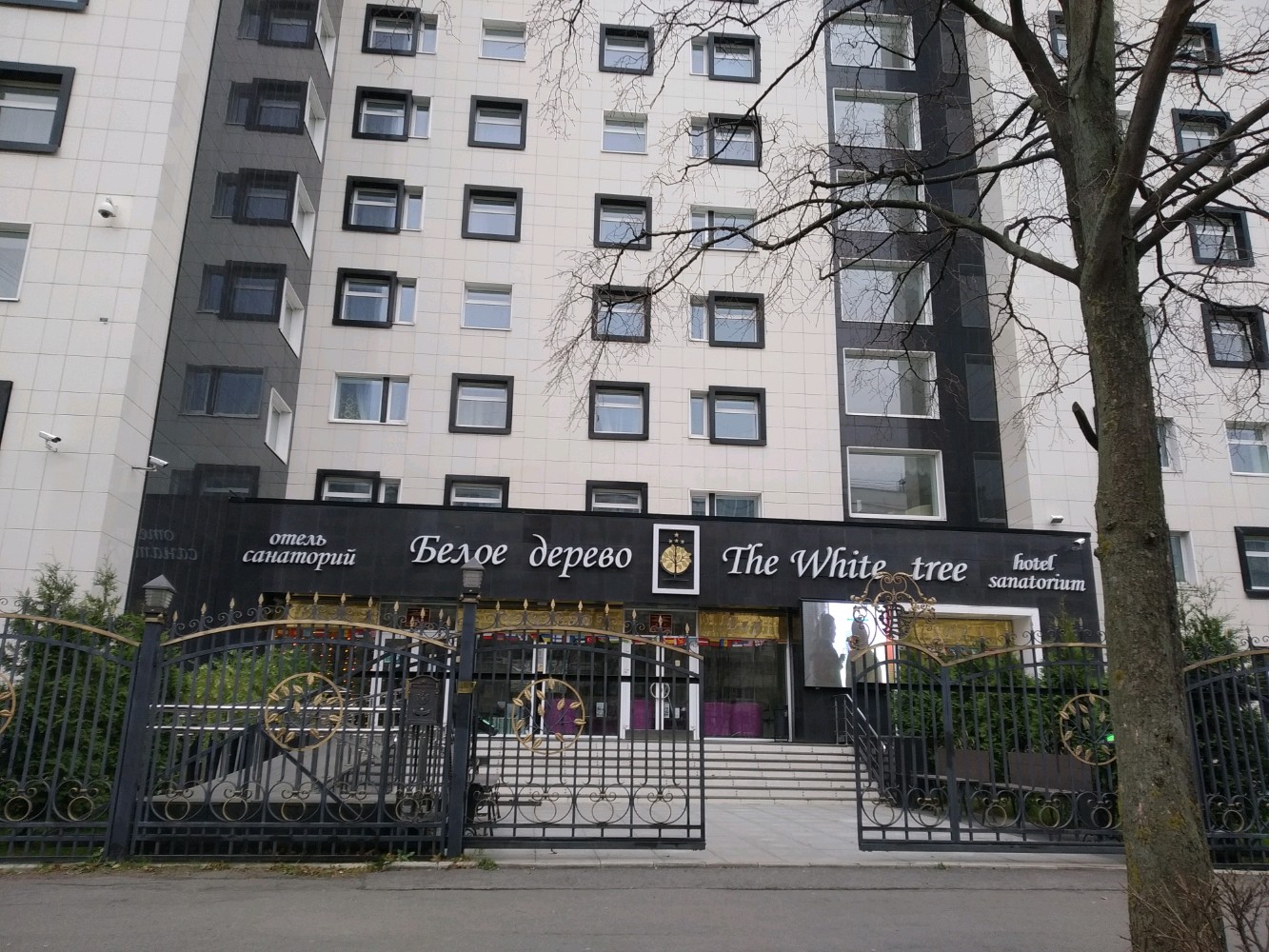 Фото Белое Дерево