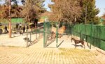 Royal Dog Club (İstanbul, Beykoz, Polonezköy Yolu Sok., 7) ، مربي الحيوانات
