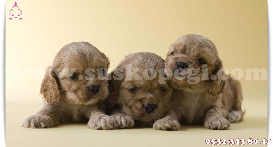 Süs Köpekleri, evcil hayvan yetiştiricileri, Турция, Измир, Буджа