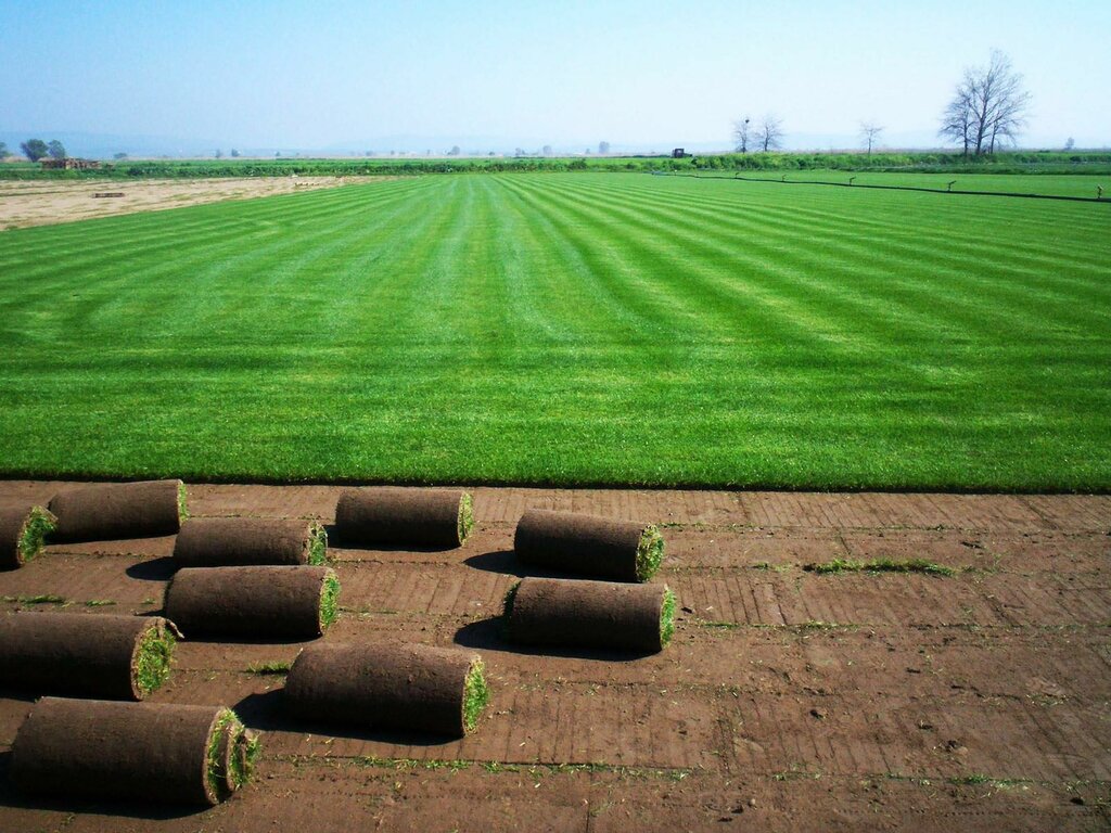 Landscape design Akgün Roll Grass, Arnavutkoy, photo