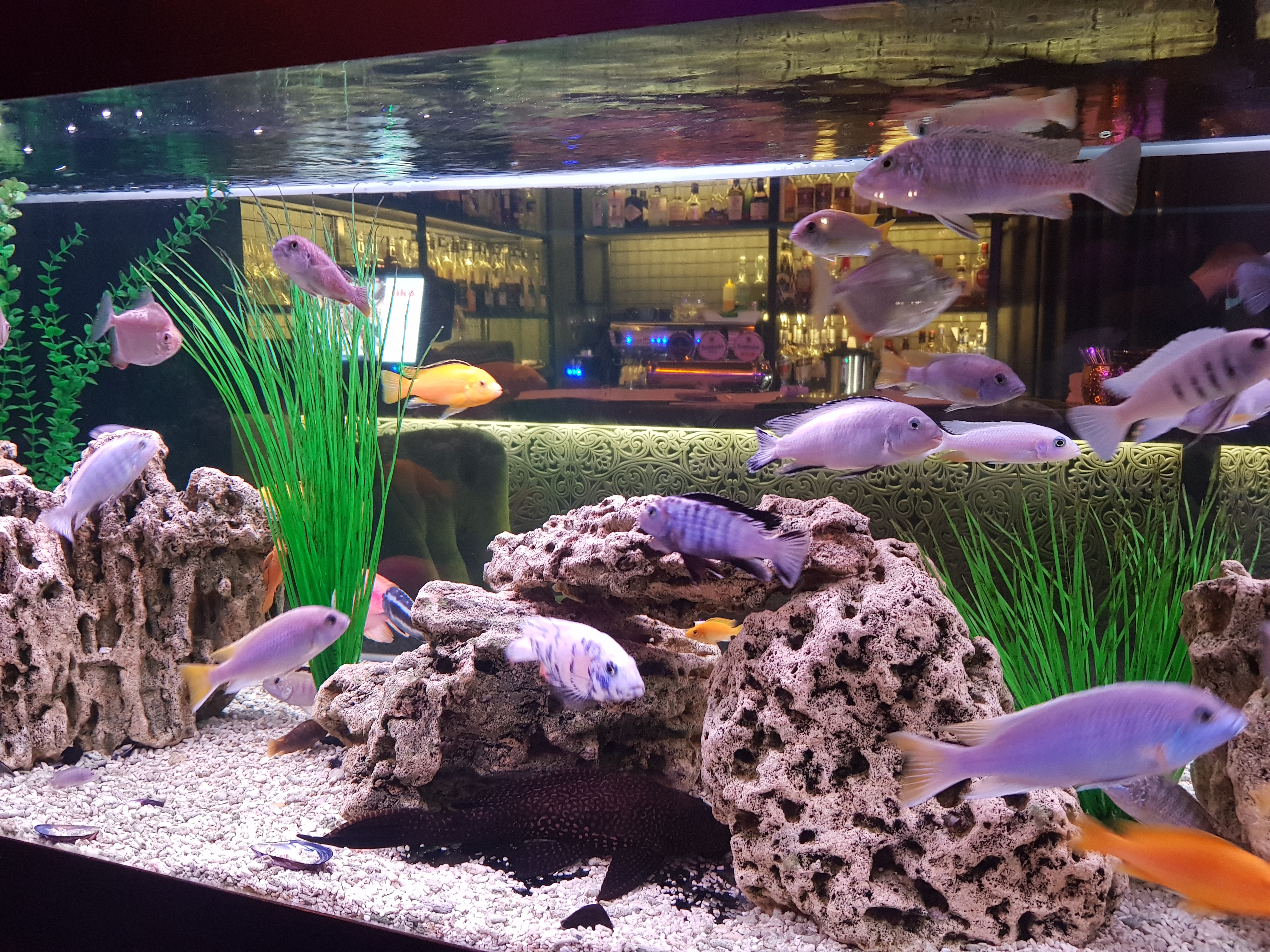 Фото Застава